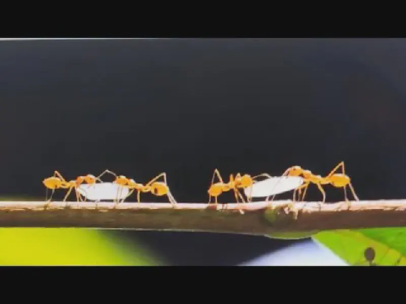 Featured image of post Prolegomenos para a Ação Racional: Matéria, Vida e Sociedade
