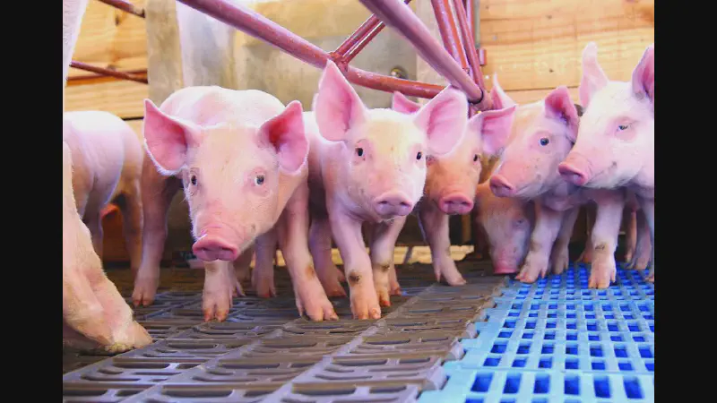 Featured image of post É possível "Veganismo Liberal"? Direito dos Animais, Capitalismo e alternativas de produção
